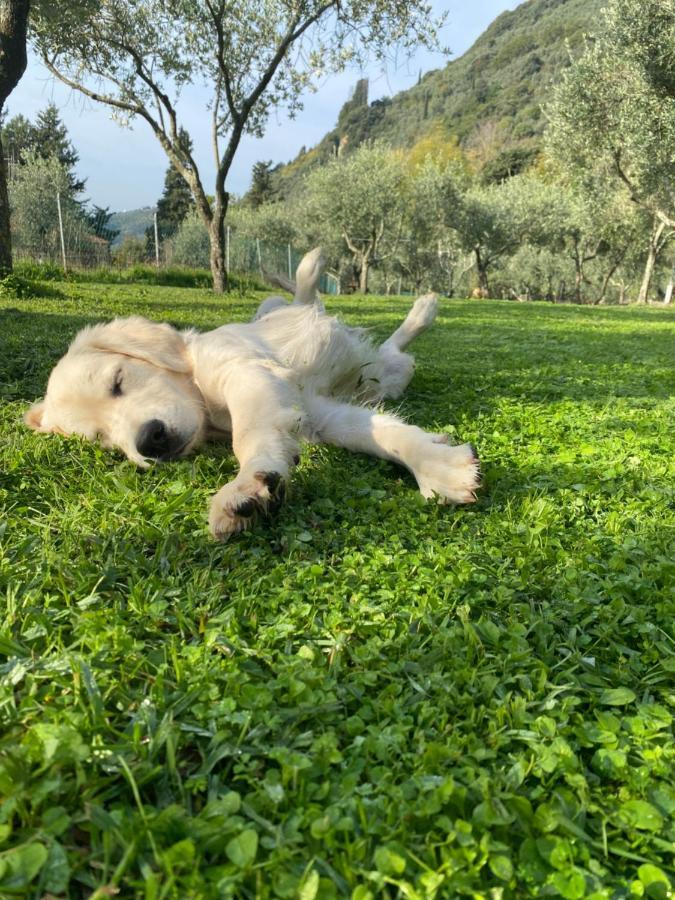 Sotto Il Cielo Di Toscana Appartamenti In Tenuta Only Adults No Pet Camaiore Buitenkant foto