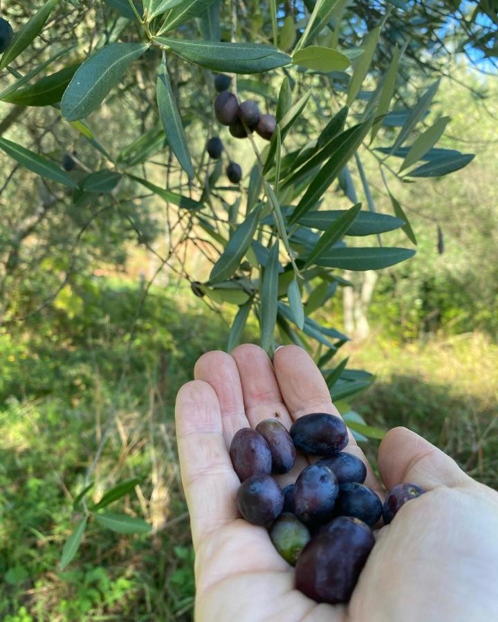 Sotto Il Cielo Di Toscana Appartamenti In Tenuta Only Adults No Pet Camaiore Buitenkant foto