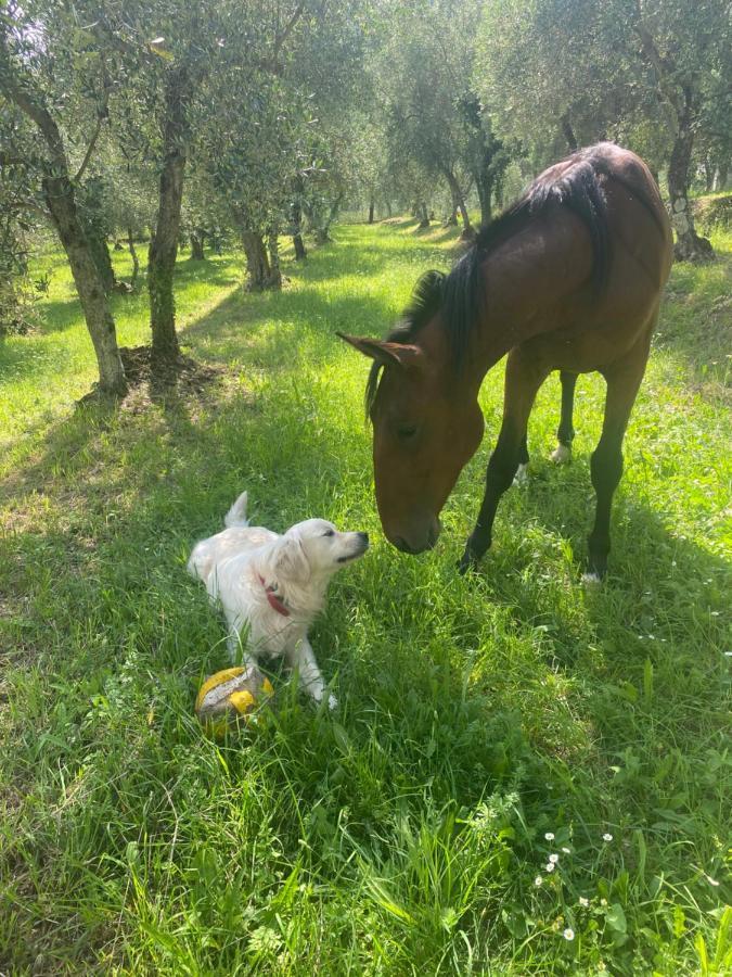 Sotto Il Cielo Di Toscana Appartamenti In Tenuta Only Adults No Pet Camaiore Buitenkant foto